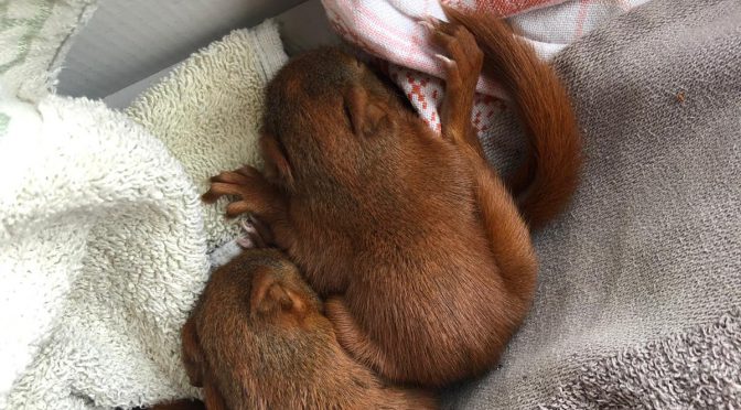 Rettungsaktion für zwei Eichhörnchen